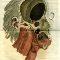 <em>The anatomy of the human ear</em>