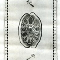 <em>Tabulae anatomicae clarissimi viri Bartholomaei Eustachii...</em>